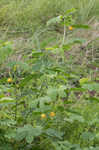 Sicklepod <BR>Coffeeweed